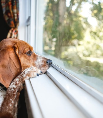 ESPECIALISTA ENSINA O QUE FAZER QUANDO OS CACHORROS SOFREM DE DEPRESSÃO E ANSIEDADE