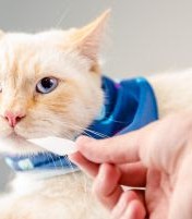 5 DICAS PARA EVITAR DOENÇAS GASTROINTESTINAIS EM PETS