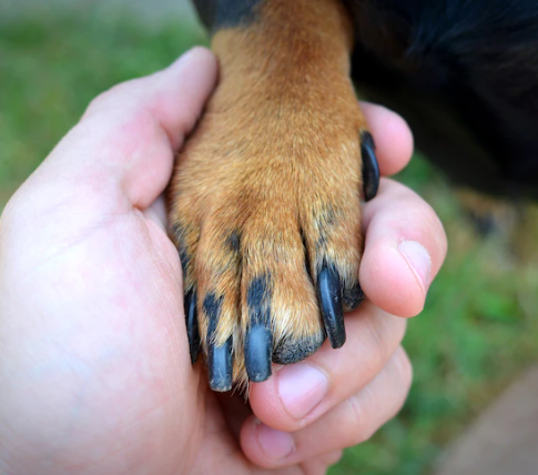 Pets: saiba como e por que é importante cortar as unhas do seu cachorro}