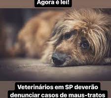 Estabelecimentos veterinários de SP agora são obrigados a denunciar casos de maus-tratos a animais}