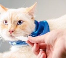 5 DICAS PARA EVITAR DOENÇAS GASTROINTESTINAIS EM PETS}