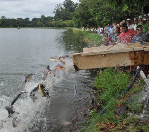 SECRETARIA DE ESPORTES E LAZER PROMOVE GRANDE SOLTURA DE PEIXES NO LAGO MUNICIPAL}