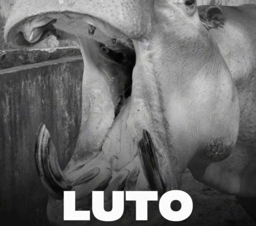 ADEUS AO HIPOPÓTAMO JUNINHO}