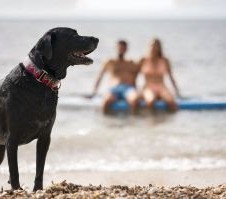 APROVEITANDO A PRAIA COM SEU PET: DICAS PARA UMA EXPERIÊNCIA SEGURA E DIVERTIDA}