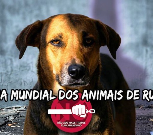DIA MUNDIAL DOS ANIMAIS DE RUA - UM GRITO CONTRA O ABANDONO}