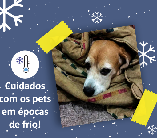 Cuidados com os pets em épocas de frio}