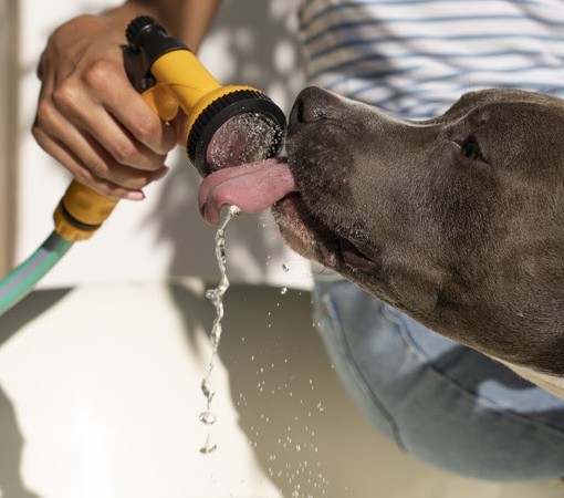 Calor intenso demanda cuidados especiais com animais de estimação}