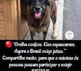 CÃO ORELHA: UMA VIDA INTERROMPIDA PELA CRUELDADE}