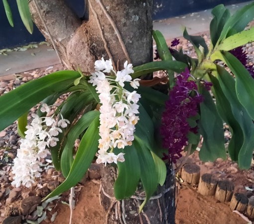 Carnaval mais florido: 27ª Exposição Nacional de Orquídeas começa nesta sexta-feira, 09 de fevereiro de 2024}