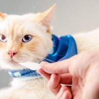 5 DICAS PARA EVITAR DOENÇAS GASTROINTESTINAIS EM PETS