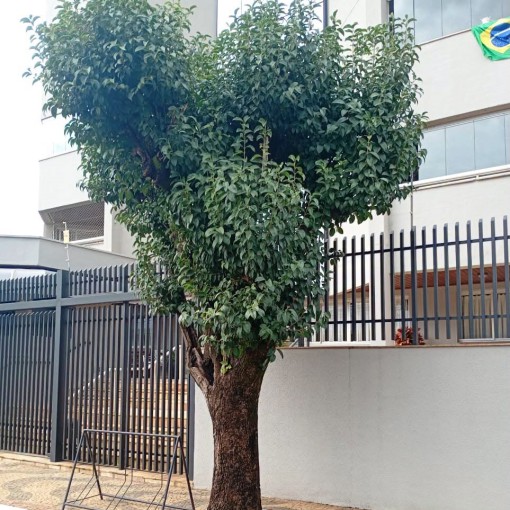 POLÍCIA MILITAR AMBIENTAL APLICA MULTA POR PODA DRÁSTICA DE ÁRVORE EM CONDOMÍNIO}