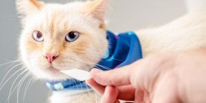 5 DICAS PARA EVITAR DOENÇAS GASTROINTESTINAIS EM PETS