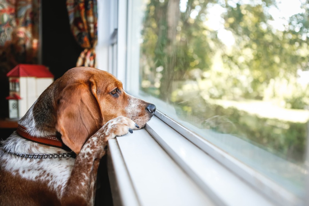 ESPECIALISTA ENSINA O QUE FAZER QUANDO OS CACHORROS SOFREM DE DEPRESSÃO E ANSIEDADE