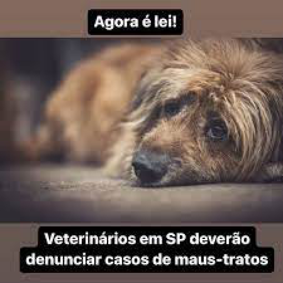 Estabelecimentos veterinários de SP agora são obrigados a denunciar casos de maus-tratos a animais