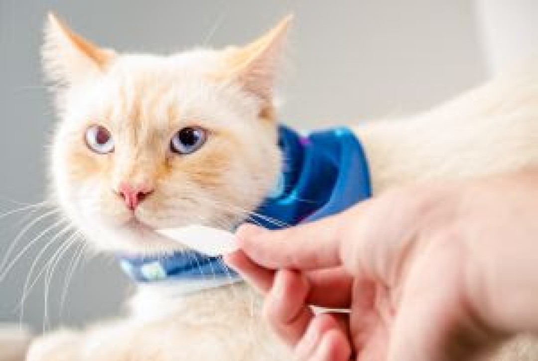 5 DICAS PARA EVITAR DOENÇAS GASTROINTESTINAIS EM PETS