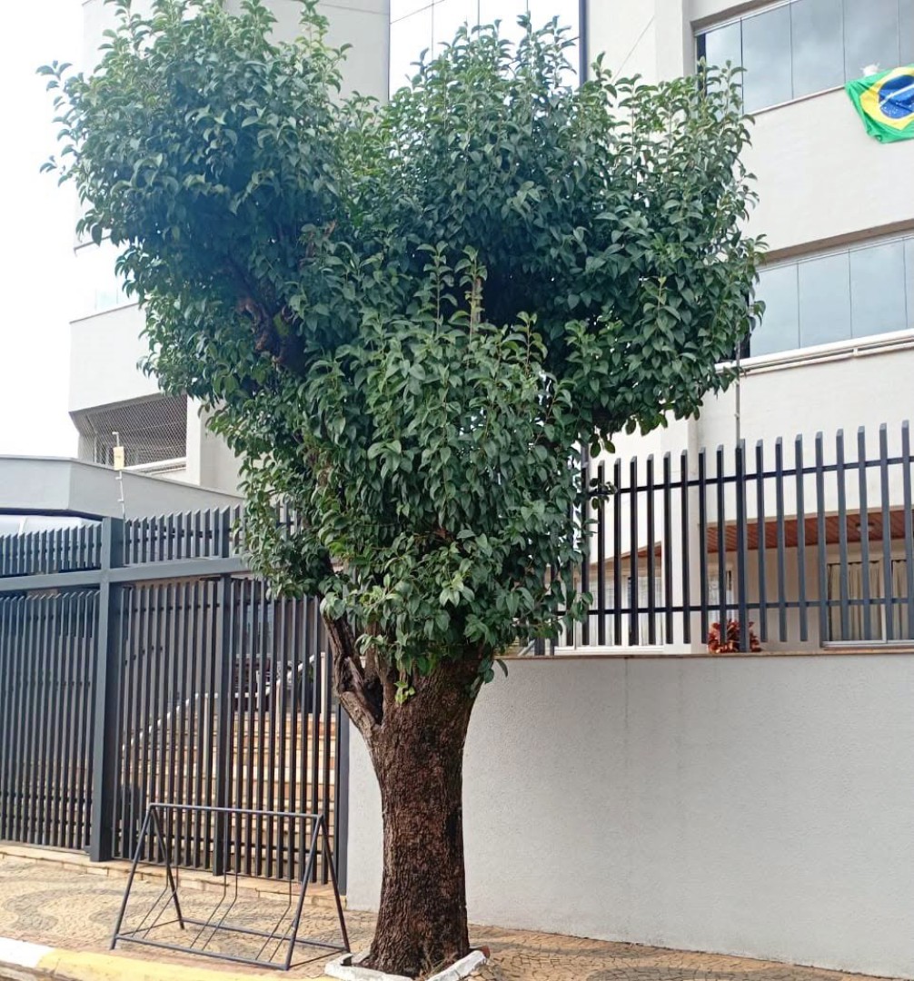 POLÍCIA MILITAR AMBIENTAL APLICA MULTA POR PODA DRÁSTICA DE ÁRVORE EM CONDOMÍNIO