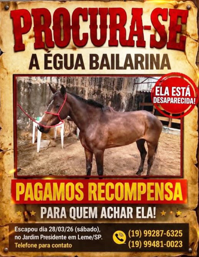 PROCURA-SE BAILARINA