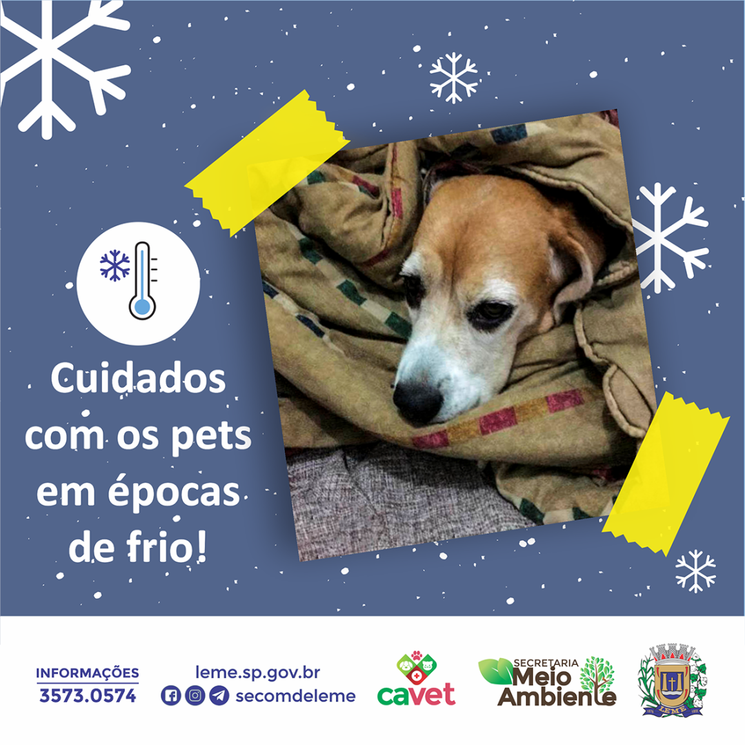 Cuidados com os pets em épocas de frio