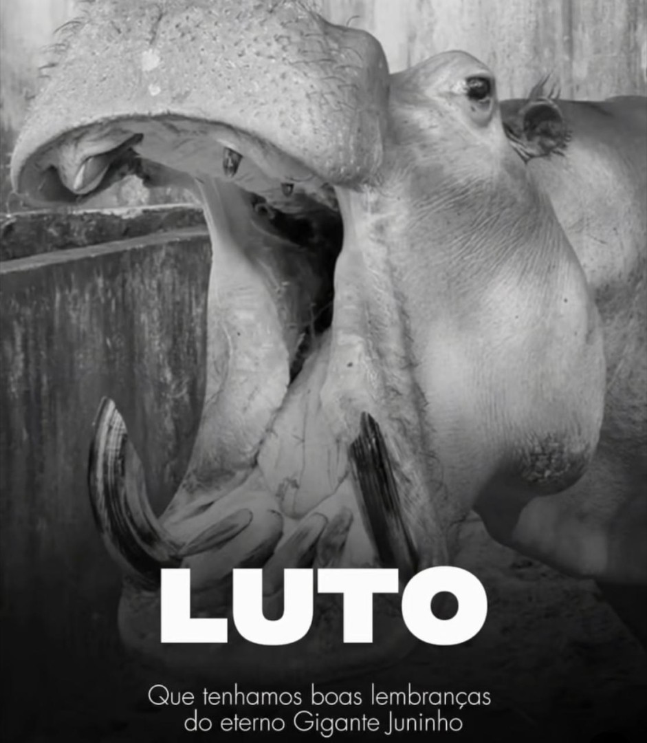 ADEUS AO HIPOPÓTAMO JUNINHO