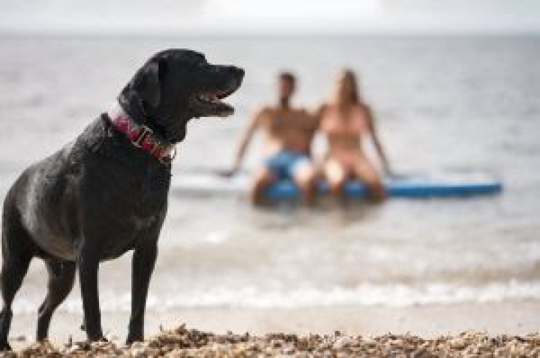 APROVEITANDO A PRAIA COM SEU PET: DICAS PARA UMA EXPERIÊNCIA SEGURA E DIVERTIDA