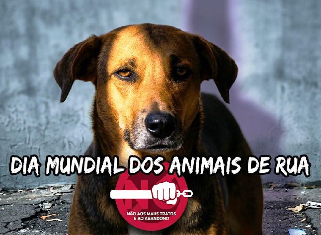 DIA MUNDIAL DOS ANIMAIS DE RUA - UM GRITO CONTRA O ABANDONO