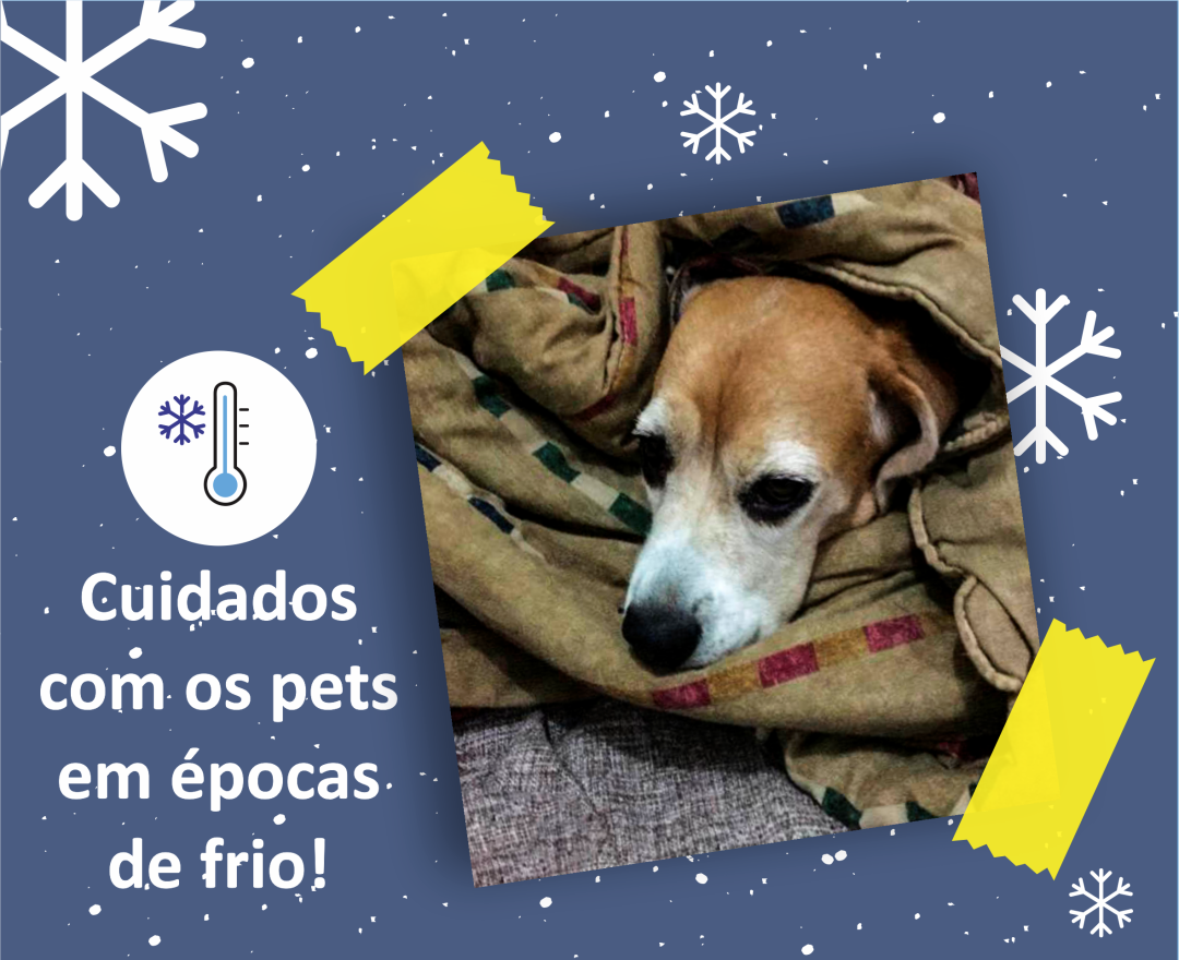 Cuidados com os pets em épocas de frio