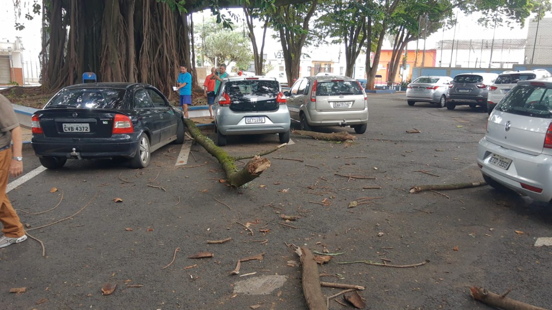 Árvore da Praça da Escola Maria Joaquina cai e danifica carros estacionados no local