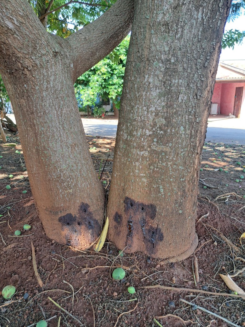 VANDALISMO AMBIENTAL NO TAQUARI PONTE: MANGUEIRA PLANTADA POR DONA NEUSINHA CUNHA (EM MEMÓRIA) É ENVENENADA
