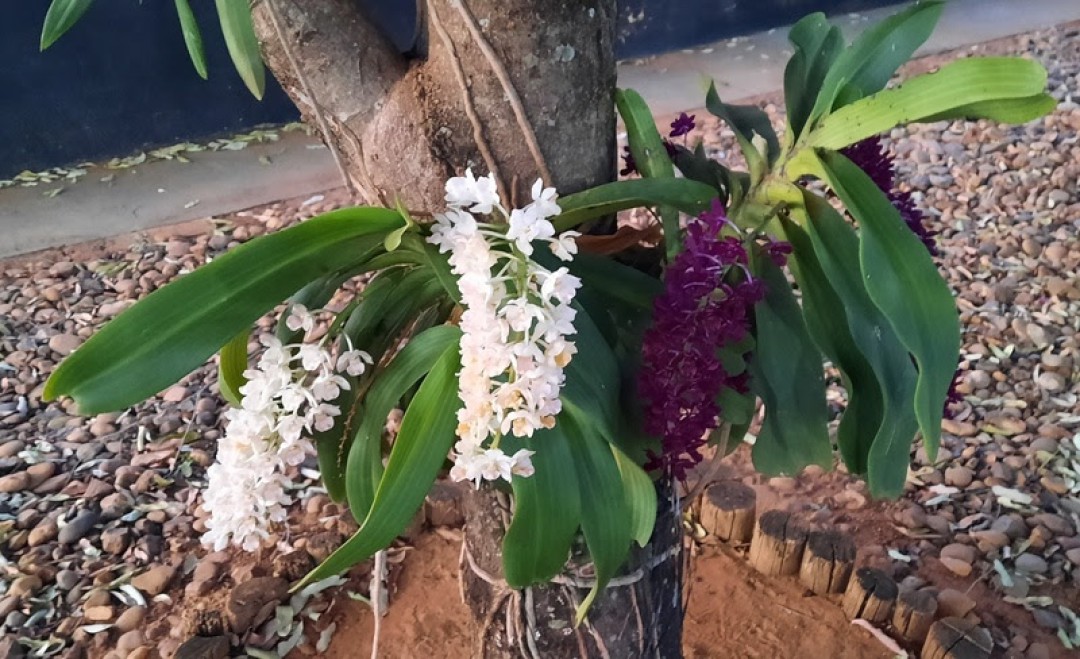 Carnaval mais florido: 27ª Exposição Nacional de Orquídeas começa nesta sexta-feira, 09 de fevereiro de 2024