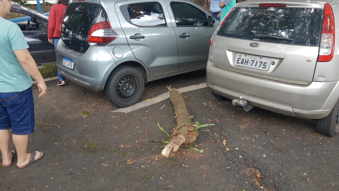 Árvore Da Praça Da Escola Maria Joaquina Cai E Danifica Carros Estacionados No Local Jornal 